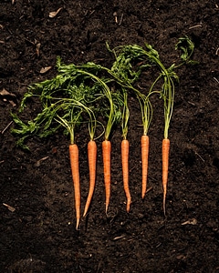 Carrots on Soil Free Photo