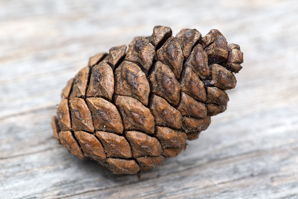 Pine Cone Free Photo