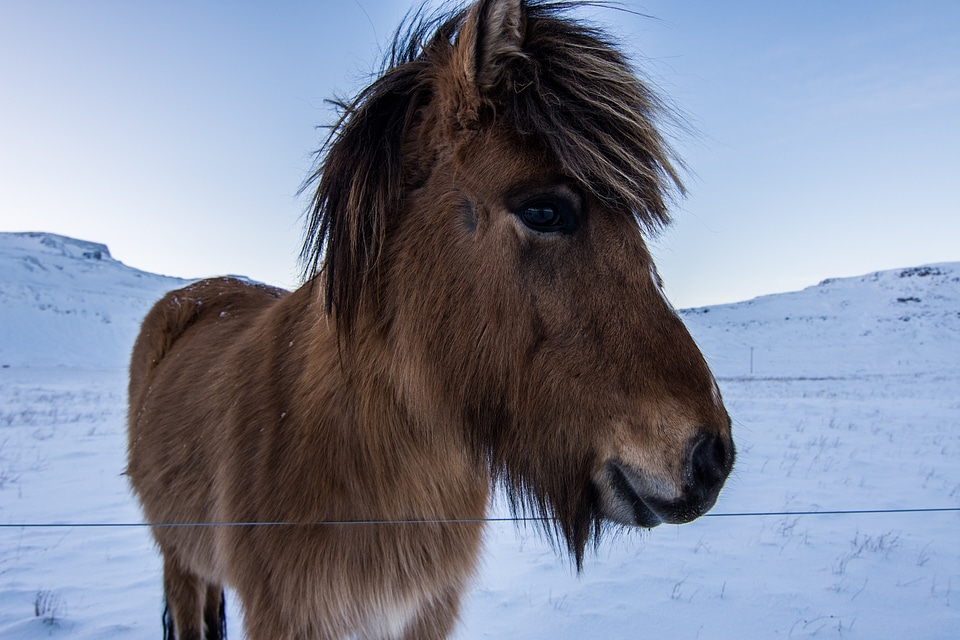 Winter Wild Horse Free Photo