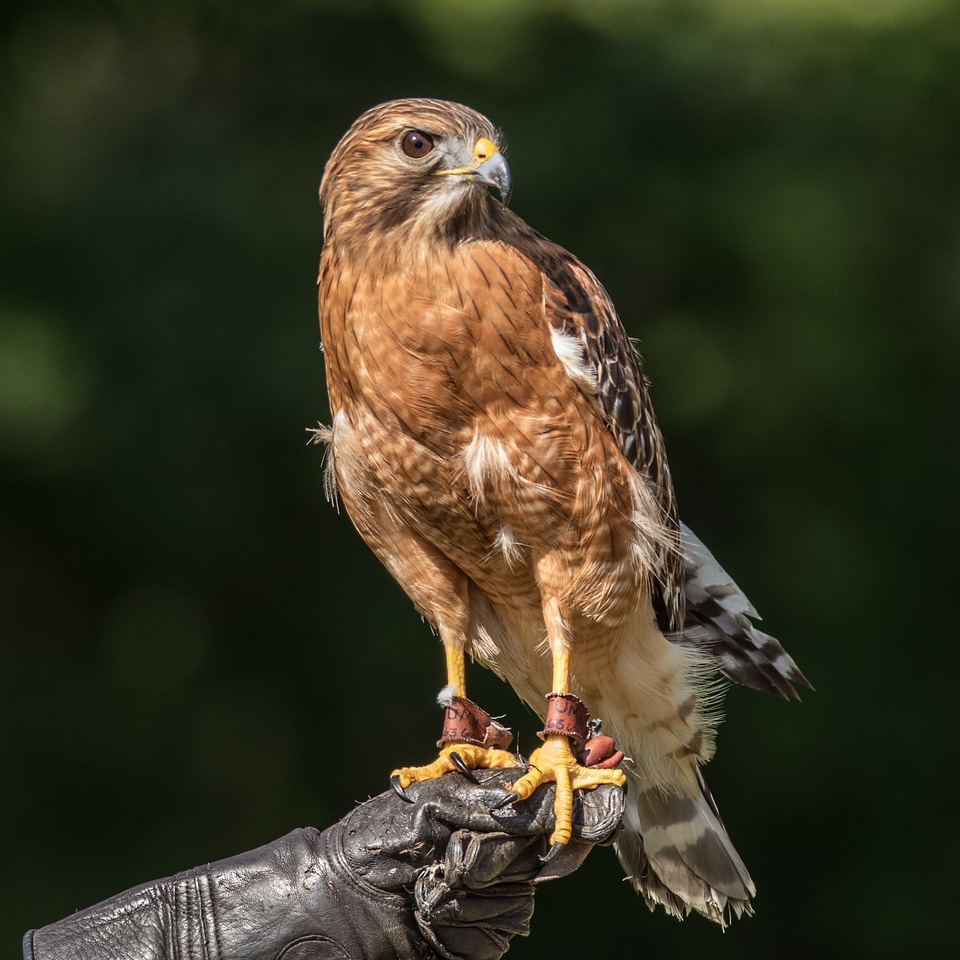 Hawk Perched Free Photo