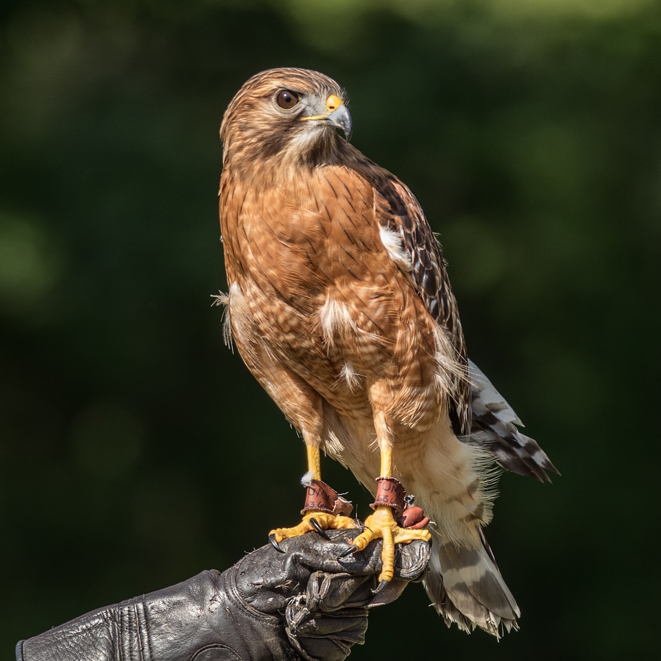 Hawk Perched Free Photo photo