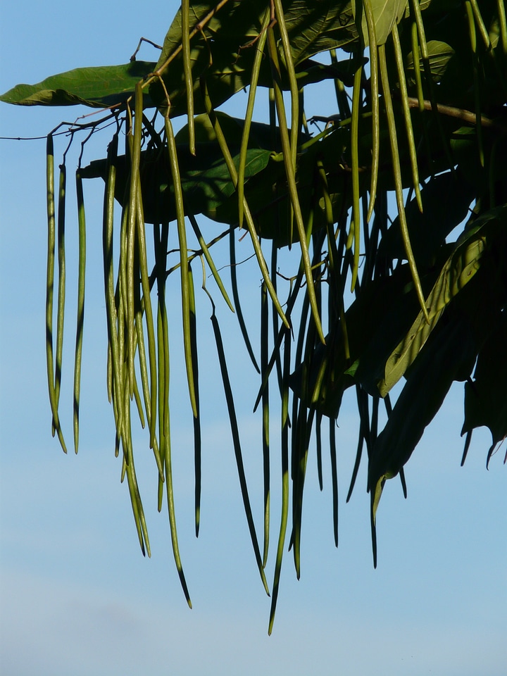 Catalpa bignonioides catalpa pods