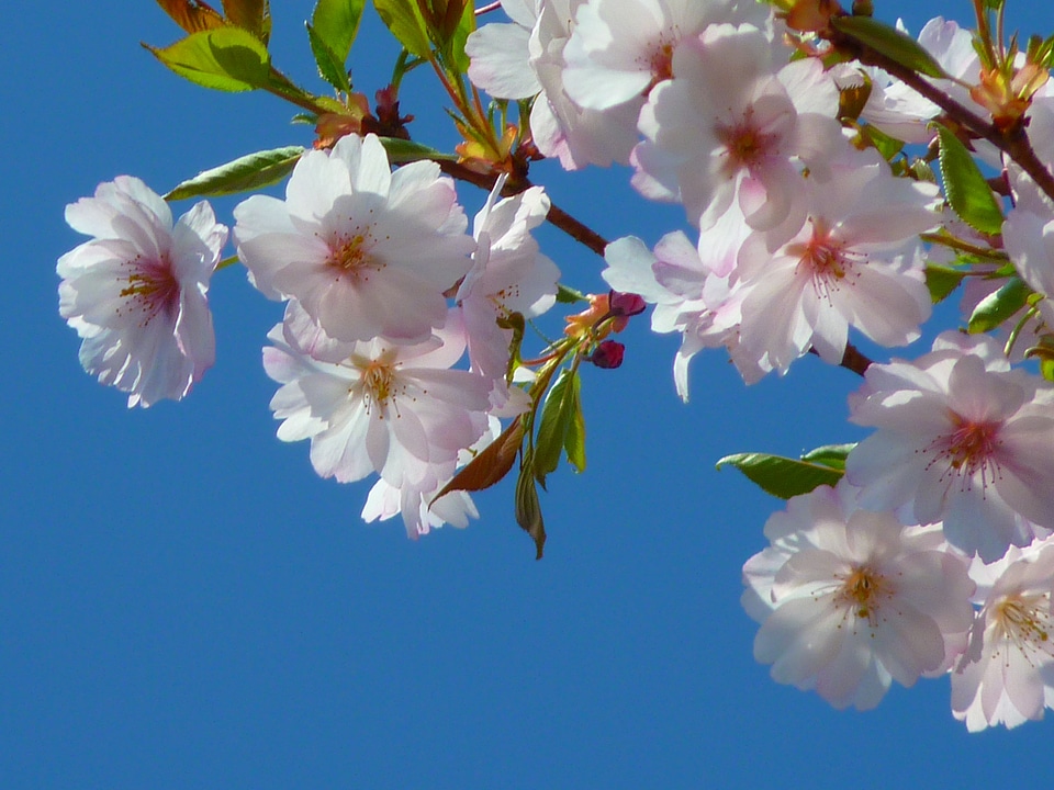 Cherry blossom japanese cherry japanese flowering cherry