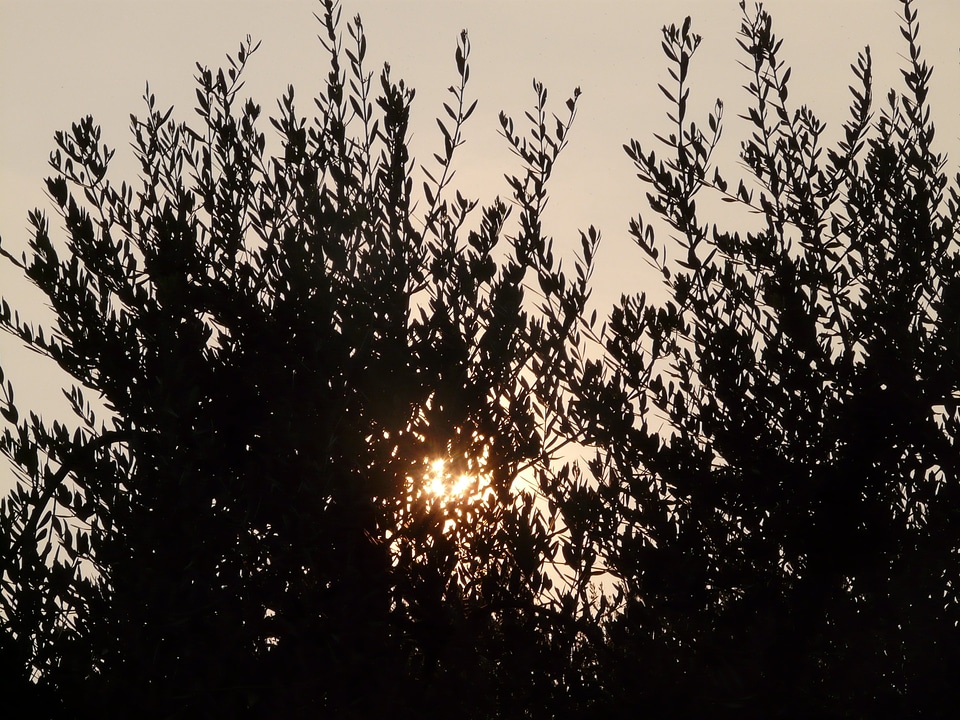 Backlighting sun sunset