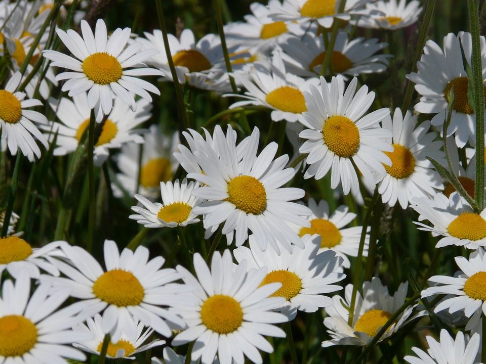 Bloom white meadow margerite