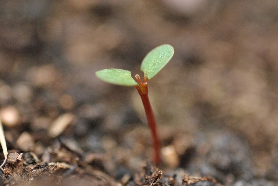 Sprout gardening gardener