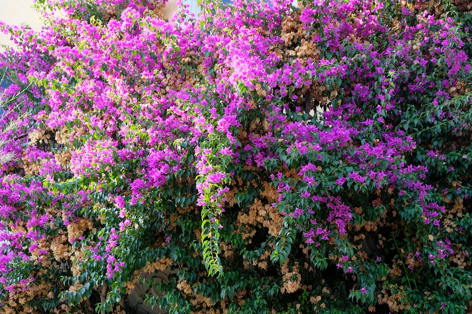 Bush of Pink Flower at the End of the Summer