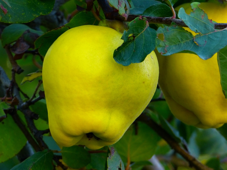 Leaf tree pome fruit
