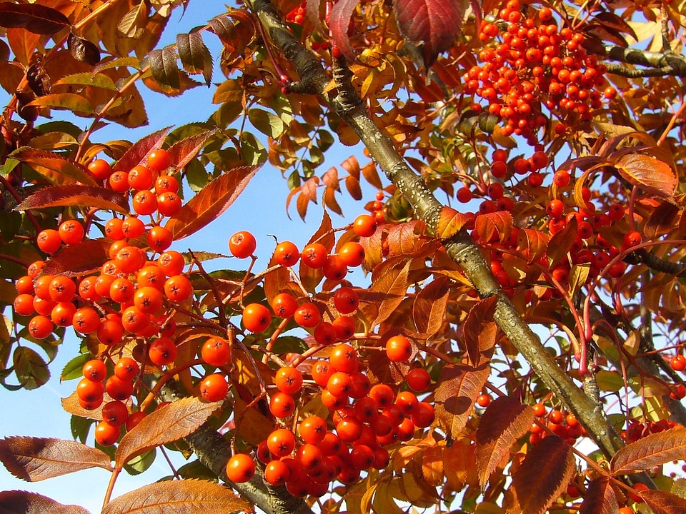 Autumn berries berry wild berry
