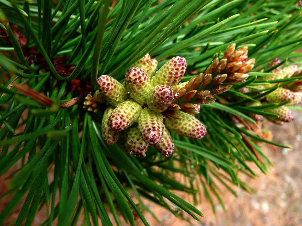 Fir needles needles green