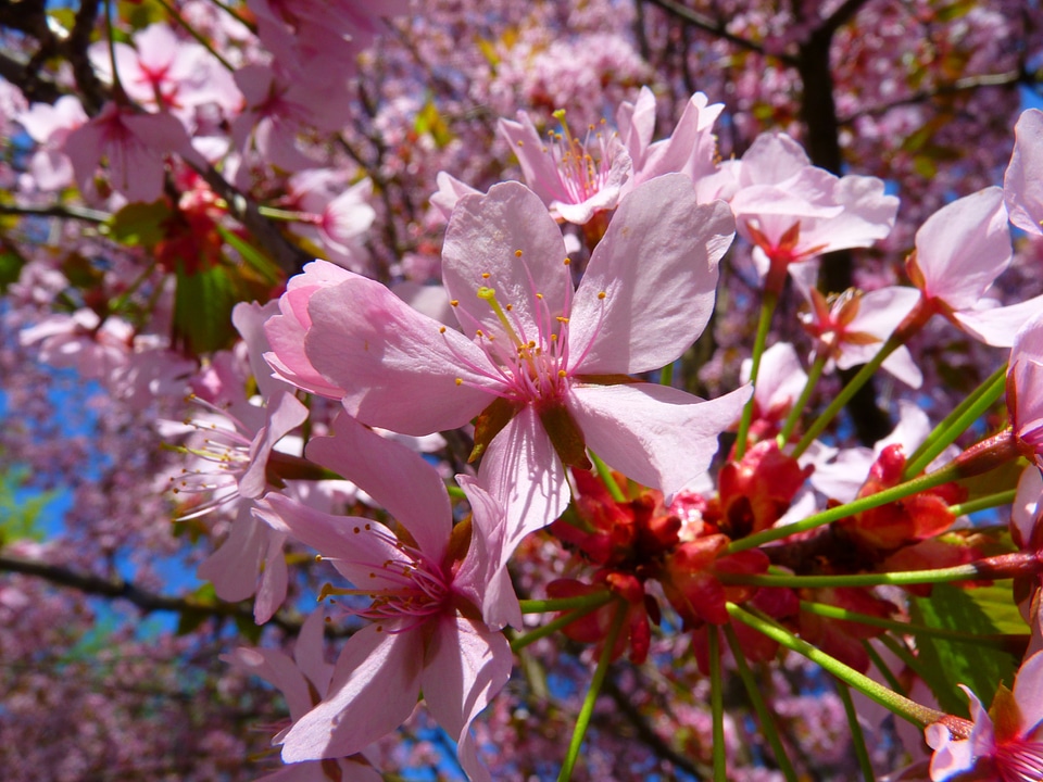 Bloom pink spring
