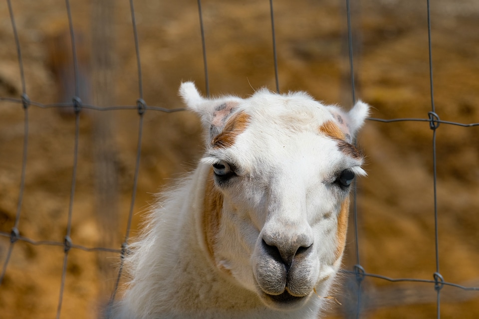 White Llama Kept in Captivity in a Zoo photo