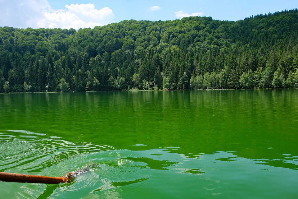 Closeup of Oar Paddle from Row Boat Moving in Water on Green Lake with Ripples photo