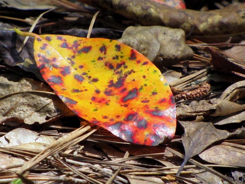 Season foliage natural