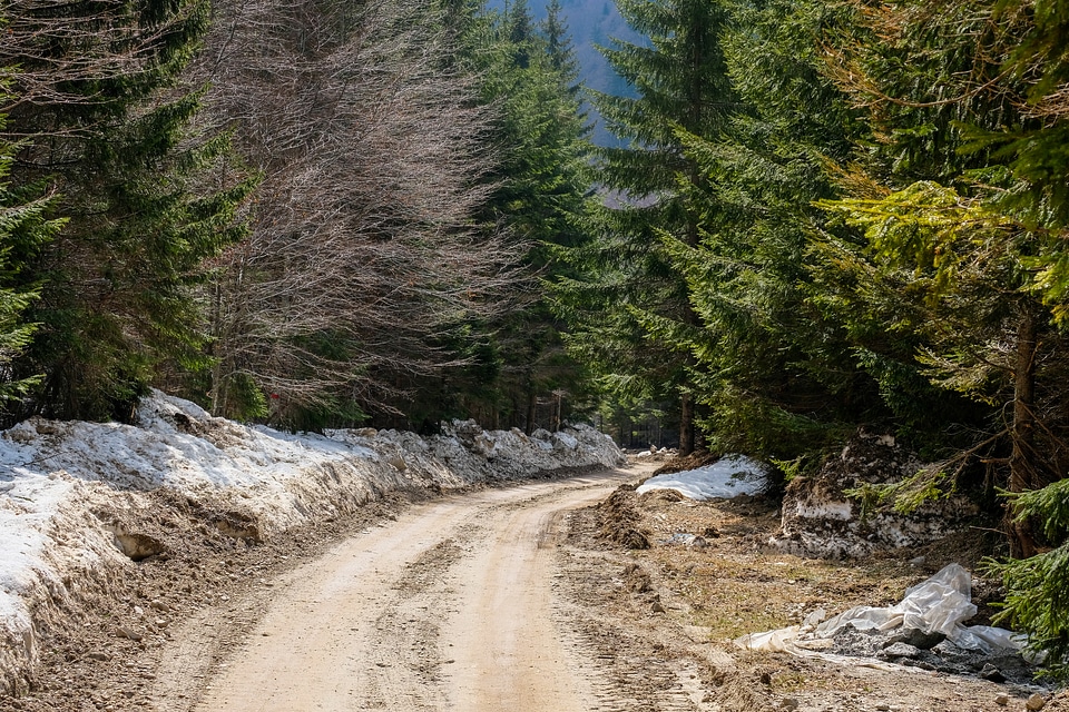 Forest Path Turning Right in Ciucas Mountains