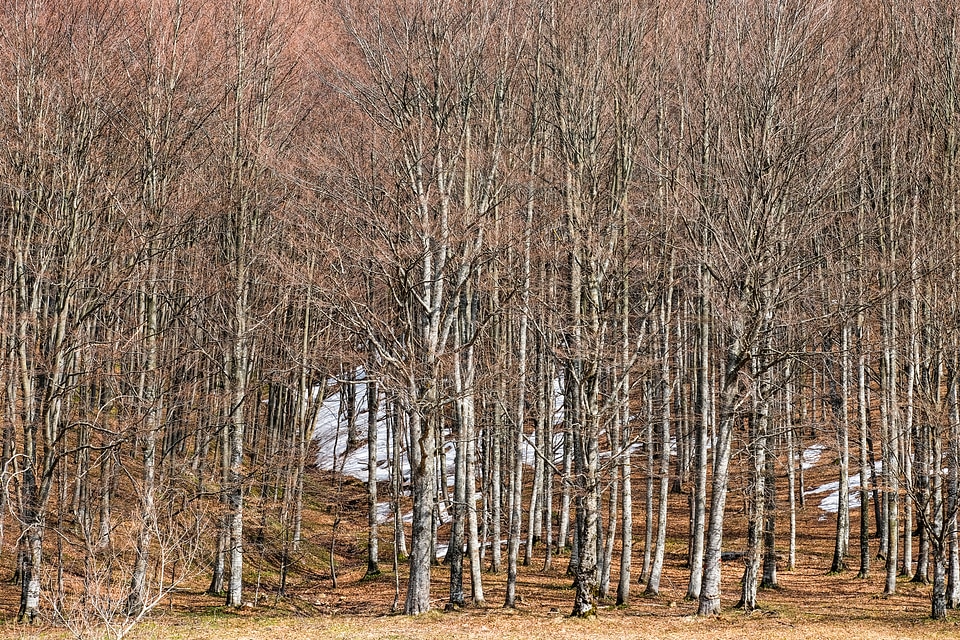 Trees Without Leaves After the Winter Season