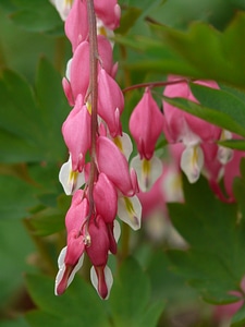 Plant blossom bloom