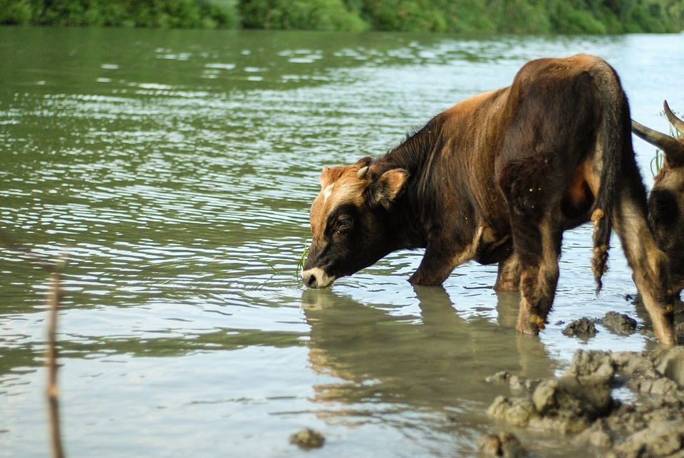 Foal Drinking Water from the River