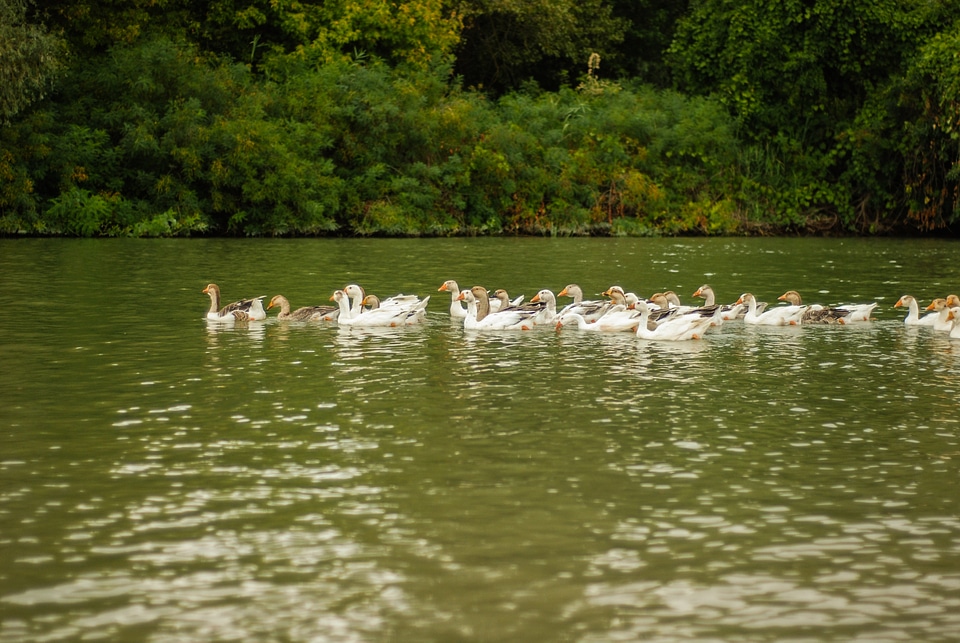 Domestic Gooses Swimming in Danube Delta