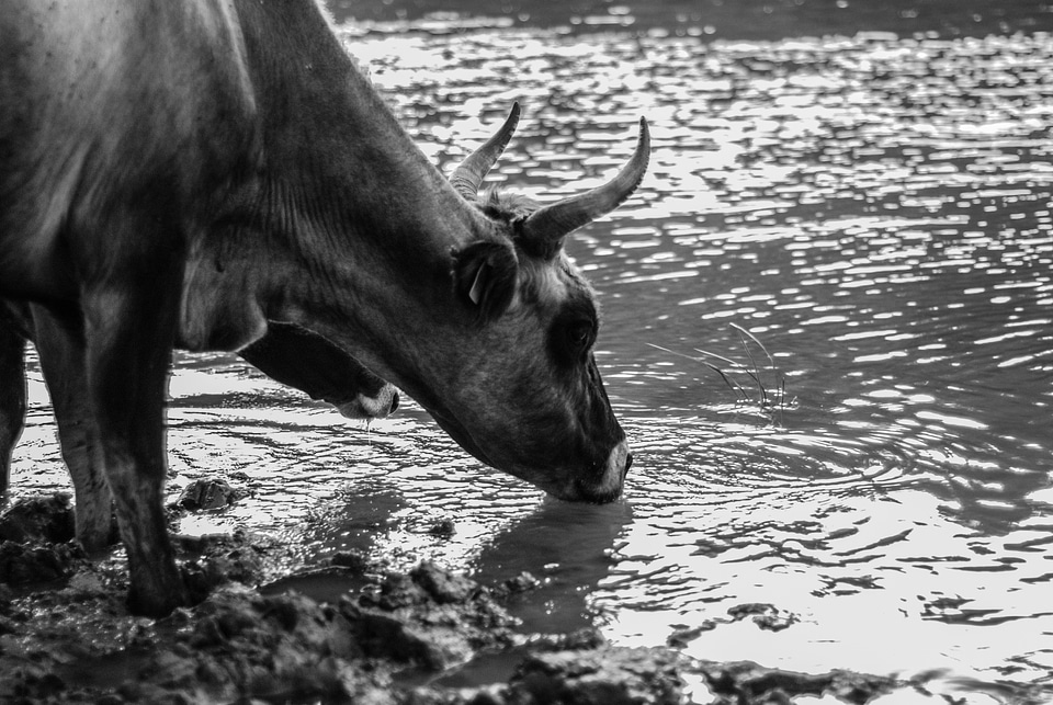 Cow Drinking Water from the River
