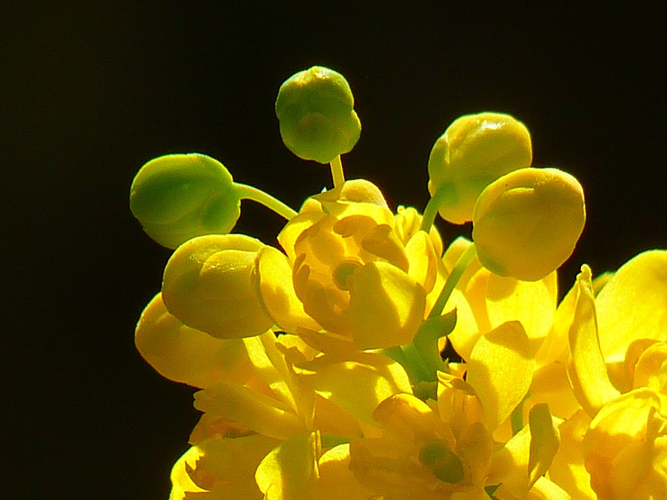 Mahonia aquifolium stechdornblättrige mahonie blossom