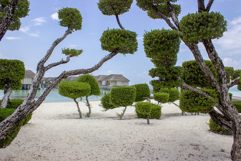 Trees Carefully Trimmed into Geometrical Shapes on a Beach
