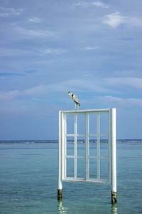 Bird Sitting on a Window Frame Placed in the Ocean photo