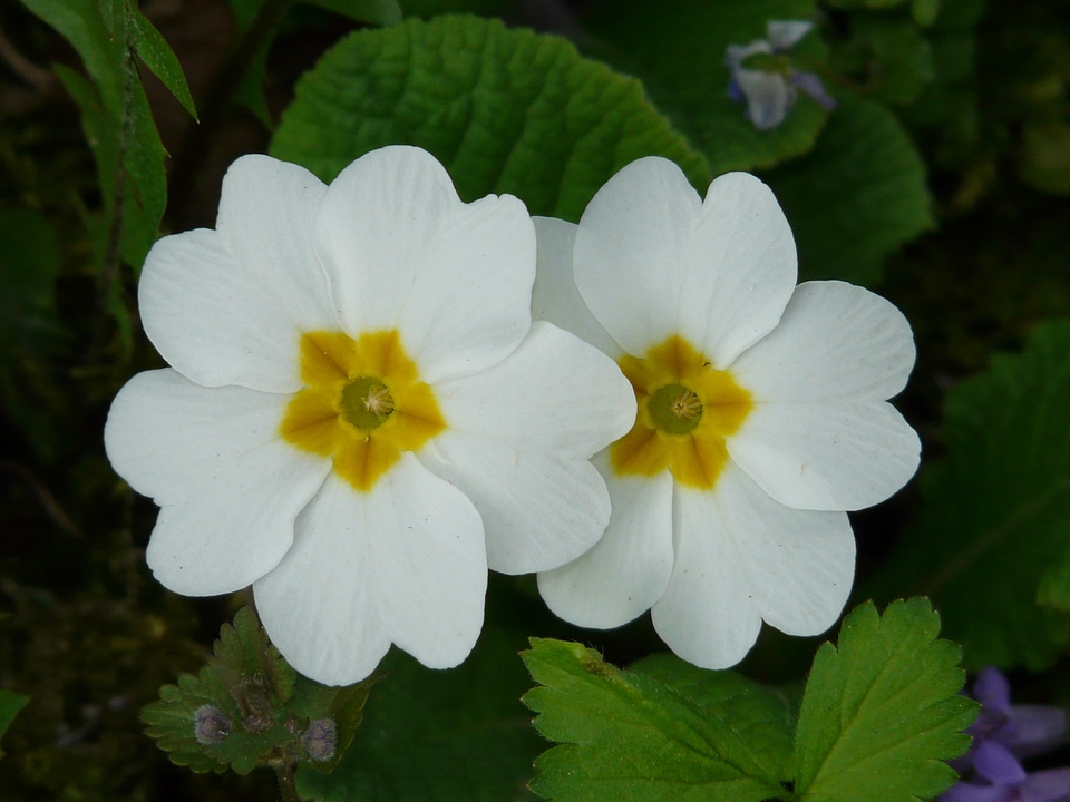 Garden white color