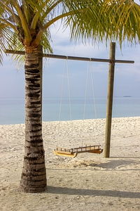 Empty Swing Next to a Palm Tree on a Tropical Beach photo