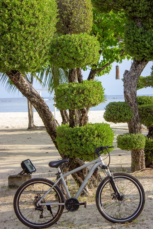 Mountain Bike Sitting Next to a Trimmed Tree on the Beach