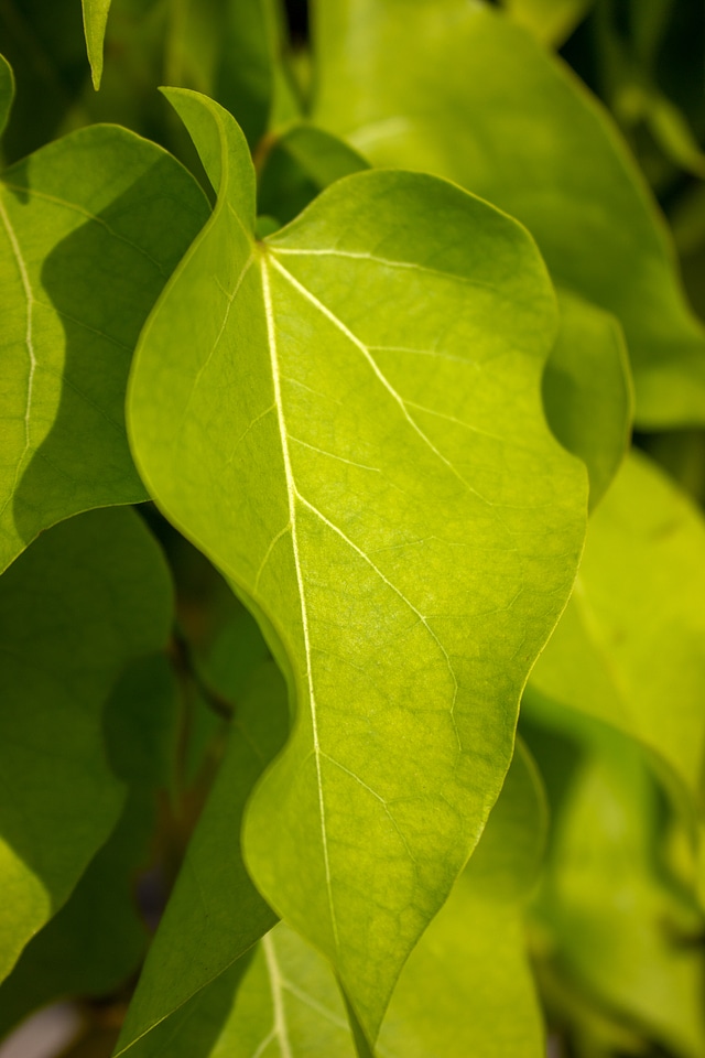 Bright Green Tree Leaf