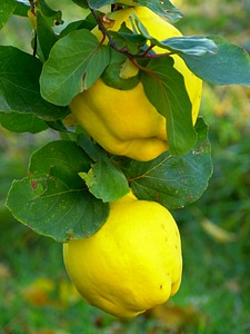 Leaf tree pome fruit