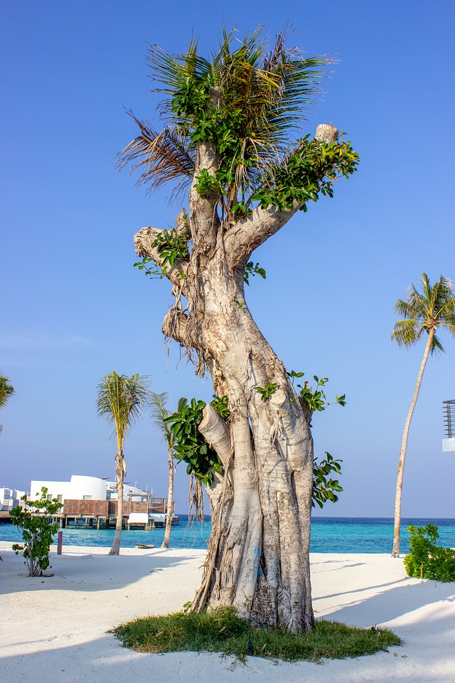 An Weird Shaped Tree on a Beach in Maldives