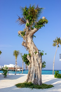 An Weird Shaped Tree on a Beach in Maldives photo