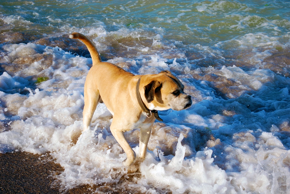 Bulldog Walking Along the Seashore