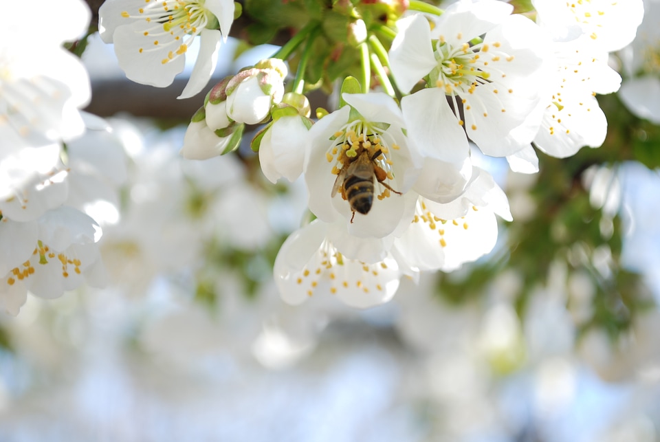 Honey Bee Collecting Pollen from Cherry Flowers