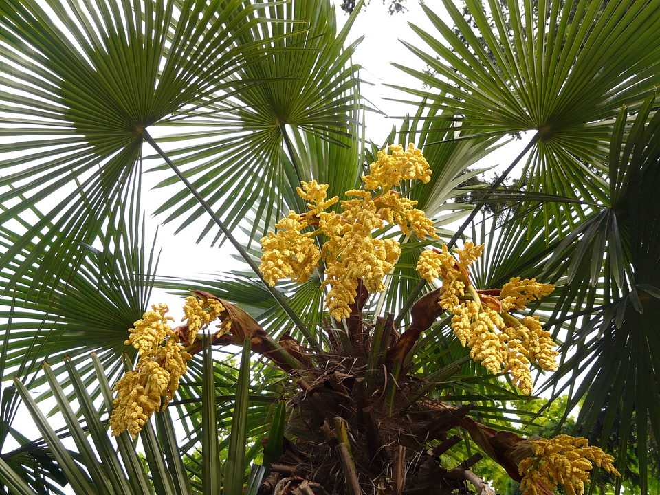Palm flower palm tree plant