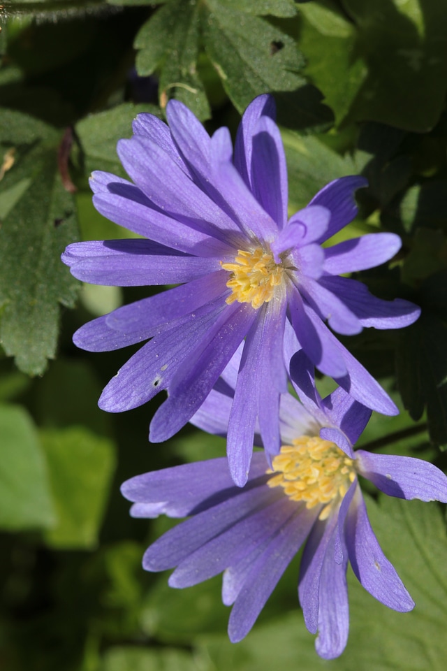 Bloom blue spring