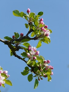 Bloom bloom pink photo