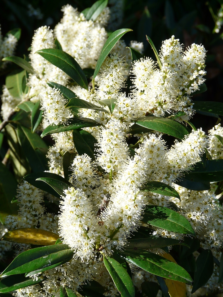 Bloom white plant