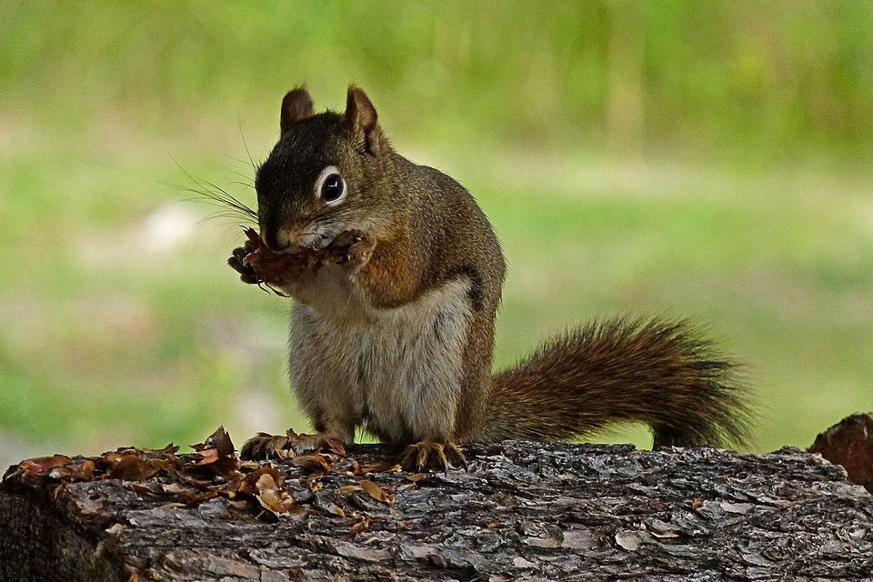 Wildlife fauna eating
