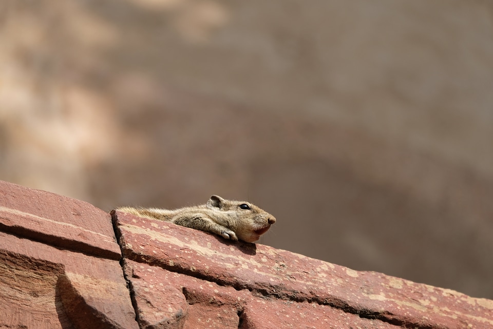 Squirrel on an Edge of a Rock