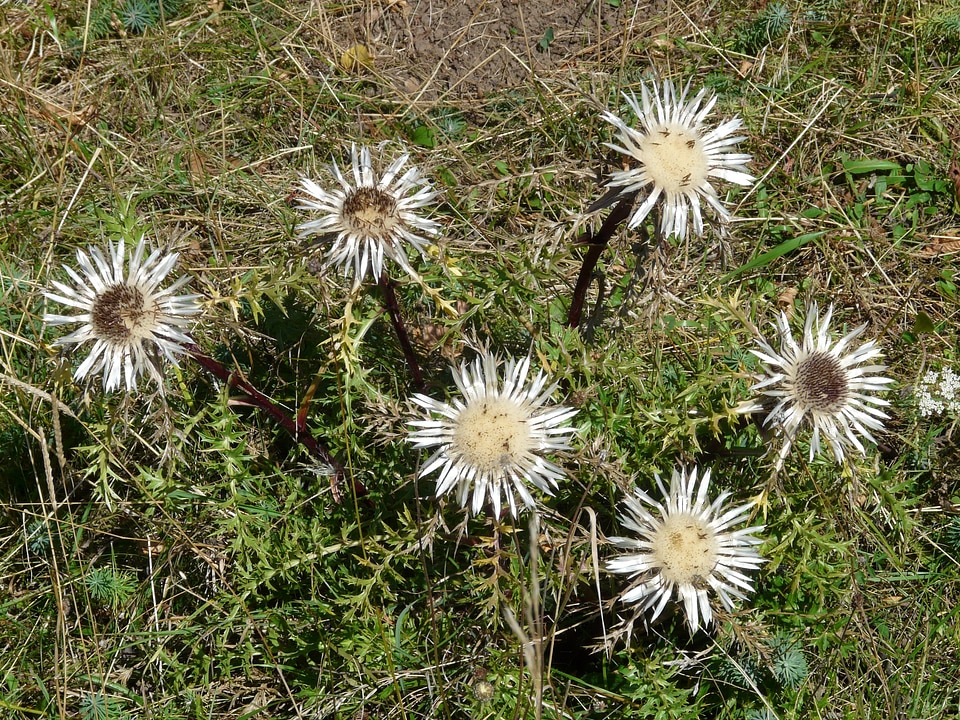 Silver silvery weather thistle