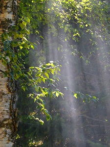 Forest nature branches