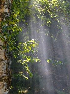 Forest nature branches photo