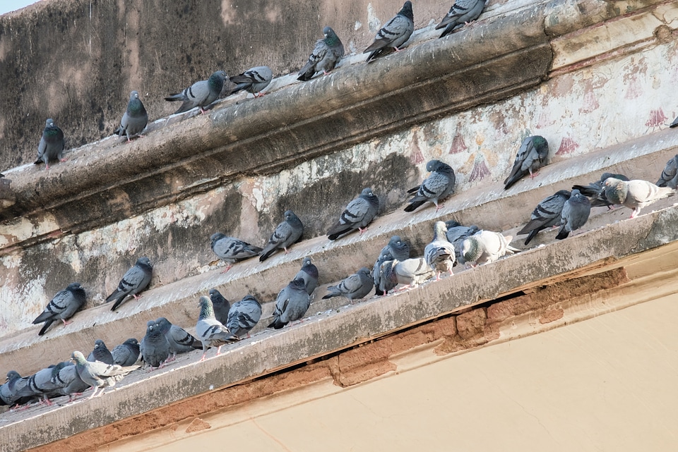Lots of Pigeons Sitting on the Top of a Building