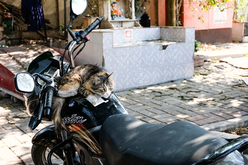 Cat Sitting on Motorcycle