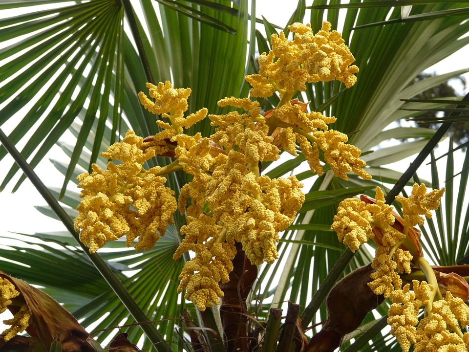 Palm flower palm tree plant