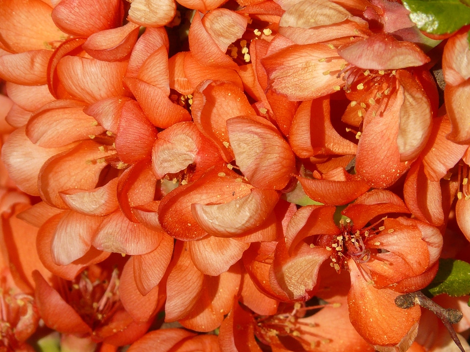 Red plant orange