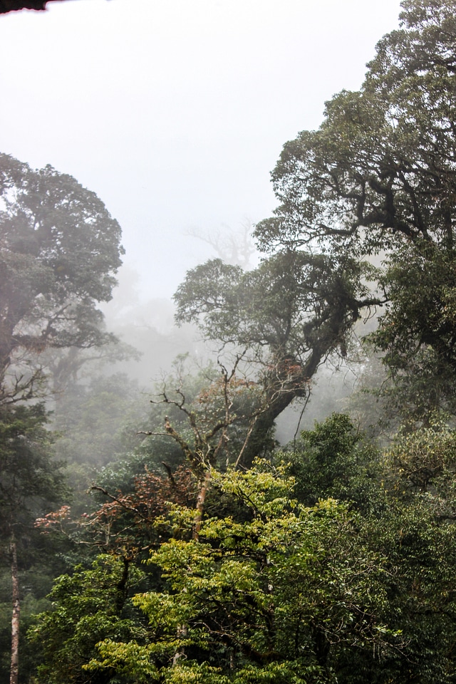 Forest Fog